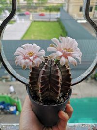 Close-up of hand holding flowers