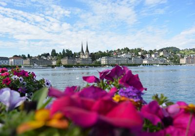 Pink flowering plants by river against building