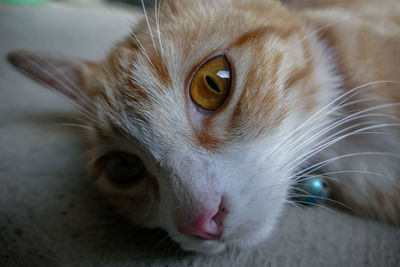 Close-up of cat