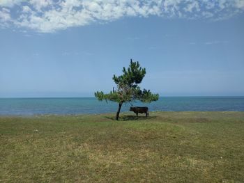 Scenic view of sea against sky