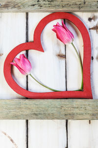 Close-up of pink roses on white wall