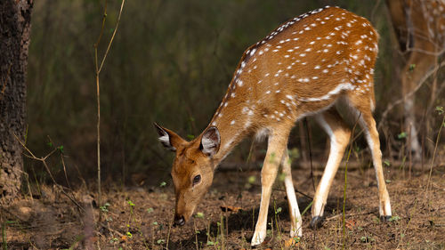 Deer in a field