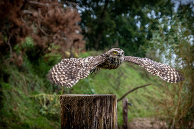 Burrowing owl fly of wooden post