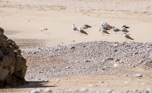 Seagulls flying on beach