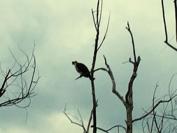 Bird perching on bare tree against sky