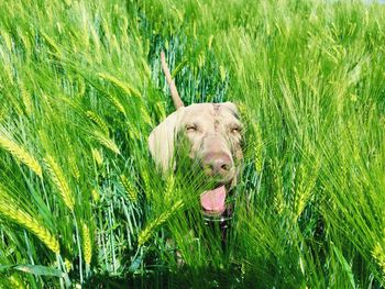 Dog amidst grassy field
