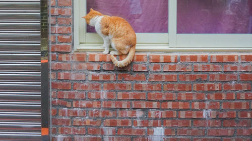 Full length of a cat on brick wall