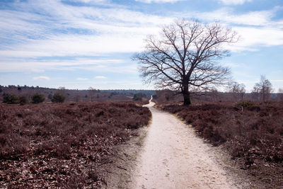 Dirt road amidst bare trees against sky