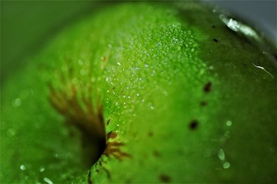 Close-up of water drops on leaf