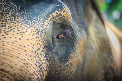 Close-up portrait of elephant