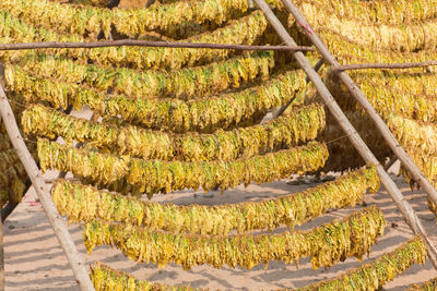Scenic view of corn on landscape