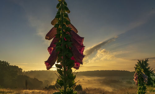 Scenic view of flowering plant against sky during sunset