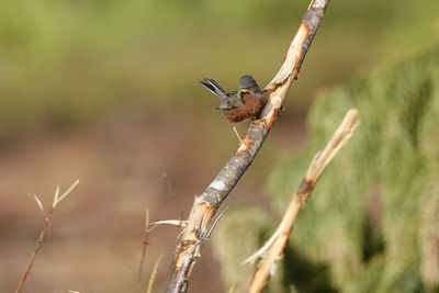 Close-up of a bird on branch