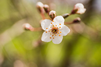 Close-up of white cherry blossom