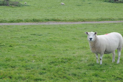 Portrait of sheep on field