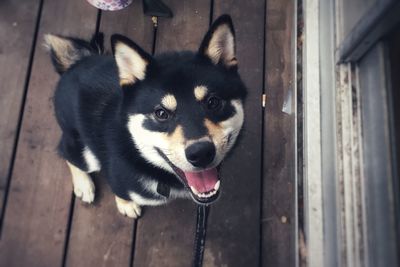 Close-up portrait of a dog