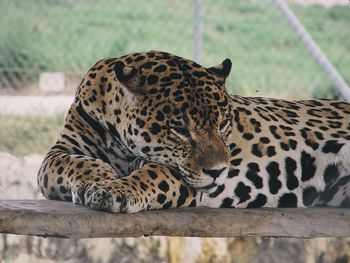 View of leopard resting