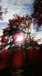 Sunlight streaming through trees in forest