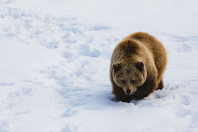 View of an animal on snow covered land