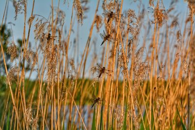 Close-up of stalks in field against sky