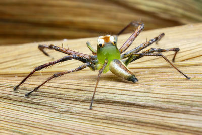 Close-up of spider on wood