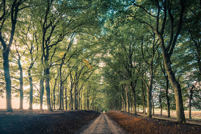 Road amidst trees in forest