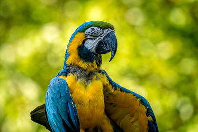 Colorful parrot