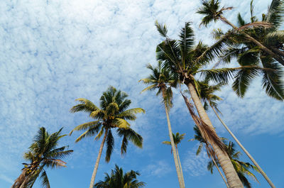 Low angle view of coconut palm tree against blue sky