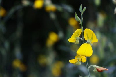 Close-up of yellow flowering plant