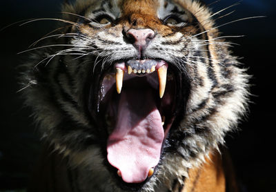 Close-up of cat yawning