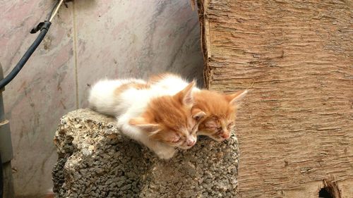 Close-up of cat relaxing outdoors