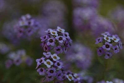 Close-up of purple flowering plant in park