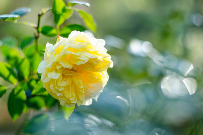 Close-up of yellow rose flower