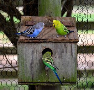 Close-up of budgerigars at birdhouse