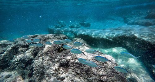 Panoramic view of coral in sea