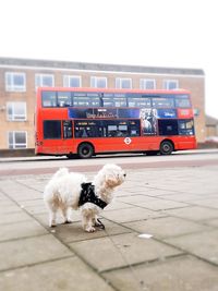 Dog on street in city