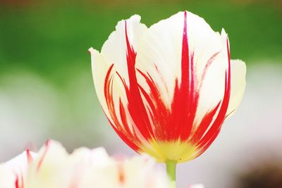 Close-up of pink flower