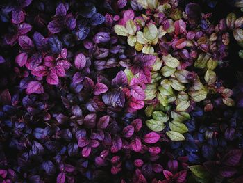 Full frame shot of purple flowers