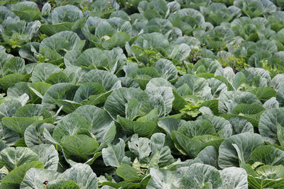 Full frame shot of fresh green cabbage plant in field