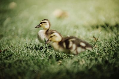 Close-up of a bird on field