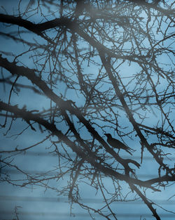 Low angle view of bare tree against sky