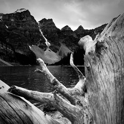Driftwood on snow covered mountains against sky
