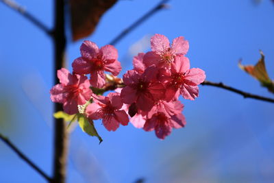 Close-up of pink cherry blossoms