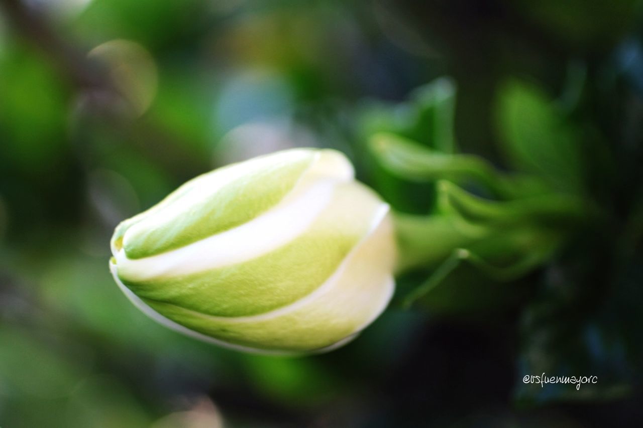 focus on foreground, close-up, growth, freshness, green color, selective focus, plant, nature, flower, beauty in nature, leaf, bud, fragility, no people, day, stem, outdoors, new life, beginnings, growing