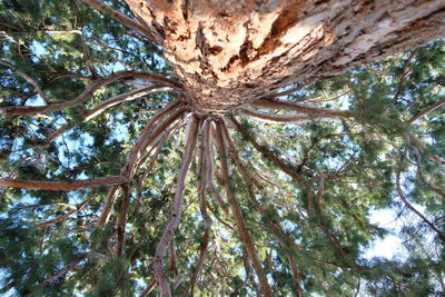 Low angle view of trees
