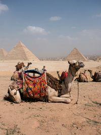 Camels in desert against sky