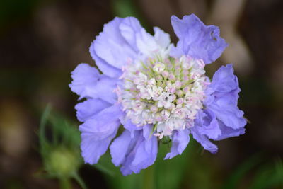 Close-up of purple flowering plant