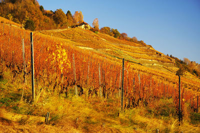 Scenic view of landscape against sky during autumn