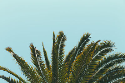 Low angle view of palm tree against clear blue sky