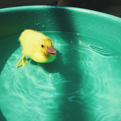 Close-up of a duck in water